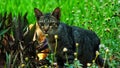 Cute fluffy predator among lush leaf plant at outdoor park. Beautiful cat with hides in green leaves Royalty Free Stock Photo