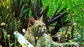 Cute fluffy predator among lush leaf plant at outdoor park. Beautiful cat hides in green leaves Royalty Free Stock Photo