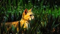 Cute fluffy predator among lush leaf plant at outdoor park. Beautiful cat with hides in green leaves Royalty Free Stock Photo