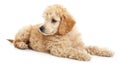 The cute fluffy puppy.AI generated image Royalty Free Stock Photo