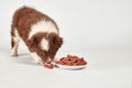 Cute fluffy puppy eating dog food on white Royalty Free Stock Photo