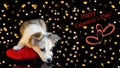 A cute puppy lies on a red pillow on a black background with bokeh and congratulations. Selective focus, valentines day Royalty Free Stock Photo