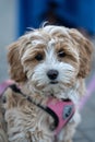 Cute Fluffy Puppy with Soft Curls Looking at Camera Royalty Free Stock Photo