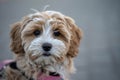 Cute Fluffy Puppy with Soft Curls Looking at Camera Royalty Free Stock Photo