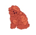 Cute fluffy puppy of Toy Poodle, miniature breed. Funny sweet little doggy with curly fuzzy hair. Mini hairy furry pup