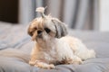 A cute fluffy purebred Shih Tzu, Shitzu dog. Adorable light puppy Shi-tzu on grey bed, cushion, sofa, couch