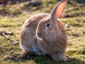 Cute and fluffy rabbit