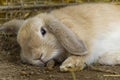Cute fluffy rabbit in the hay. Gray rabbit on Dry Grass. Royalty Free Stock Photo