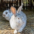 Cute fluffy rabbit. Pets on the farm