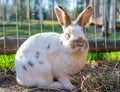 Cute fluffy rabbit. Pets the farm in summer