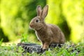 Cute fluffy rabbit on tree stump among green grass outdoors Royalty Free Stock Photo