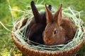 Cute fluffy rabbits in wicker bowl with dry grass outdoors