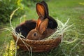 Cute fluffy rabbits in wicker bowl with dry grass outdoors