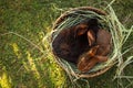 Cute fluffy rabbits in wicker bowl with dry grass outdoors, top view. Space for text