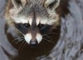 The cute fluffy raccoon close up portrait