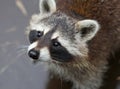 The cute fluffy raccoon close up portrait