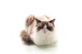 Cute fluffy Ragdoll cat isolated in studio Royalty Free Stock Photo