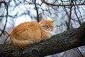 Cute fluffy red cat lies on a tree branch on a cold autumn day Royalty Free Stock Photo