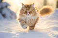 Cute fluffy red cat running in snowy winter forest on sunny evening Royalty Free Stock Photo