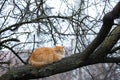 Cute fluffy red cat on a tree branch Royalty Free Stock Photo