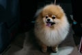 Cute fluffy red-haired Pomeranian Spitz