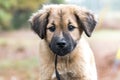 Cute fluffy Retriever Leonberger mix puppy dog Royalty Free Stock Photo
