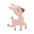 Cute fluffy running baby llama. Funny alpaca domesticated animal. Childish print for sticker, card, textile, nursery