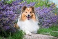 shetland sheepdog, little sheltie lies outside on summer time in blooming lavender field Royalty Free Stock Photo