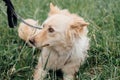 Cute fluffy scared dog walking in green grass in summer park. Adorable mixed breed puppy with big fur on a walk at shelter.