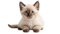 Cute fluffy Siamese breed kitten isolated on white background Royalty Free Stock Photo