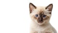 Cute fluffy Siamese breed kitten isolated on white beautiful banner young adorable