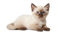 Cute fluffy Siamese friend kitten isolated on white beautiful banner young adorable