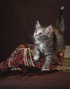 Cute fluffy siberian kitten in a basket on brown background. portrait Royalty Free Stock Photo