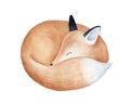 Cute fluffy sleeping fox character watercolor illustration.