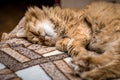 Cute fluffy sleeping red cat Royalty Free Stock Photo