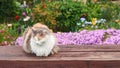 Cute fluffy sleepy cat sitting on a wooden bench in the spring or summer garden on the flower bed background