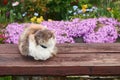 Cute fluffy sleepy cat sitting on a wooden bench in the spring or summer garden on the flower bed background