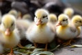 Cute fluffy small little yellow ducks