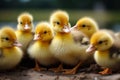 Cute fluffy small little yellow ducks