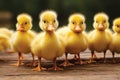 Cute fluffy small little yellow ducks