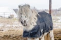 Cute fluffy spotted black and white pony in blanket Royalty Free Stock Photo