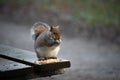 Squirrel on a park bench eating nuts Royalty Free Stock Photo