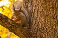 Cute fluffy squirrel sits watching on a tree branch against a background of an autumnal forest close-up