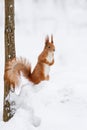 Cute fluffy squirrel on a white snow in the winter forest.