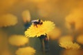 A cute fluffy striped bumblebee collects pollen and nectar from an yellow dandelion flower blooming in a meadow on a summer day. Royalty Free Stock Photo