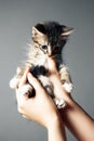 Cute and fluffy striped kitten in hands on gray background Royalty Free Stock Photo