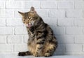 Cute fluffy tabby cat is licked clean Royalty Free Stock Photo