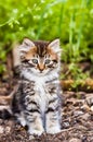 A cute fluffy tabby kitten sitting outside in the garden