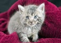 Cute fluffy tabby kitten wrapped in a red blanket pet adoption rescue