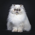 Cute fluffy tabby point Persian cat / kitten, Isolated on black background Royalty Free Stock Photo